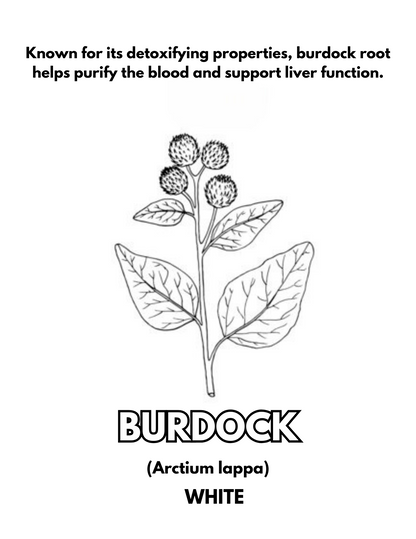 Survival Herbs Coloring Book: Let's learn & color together