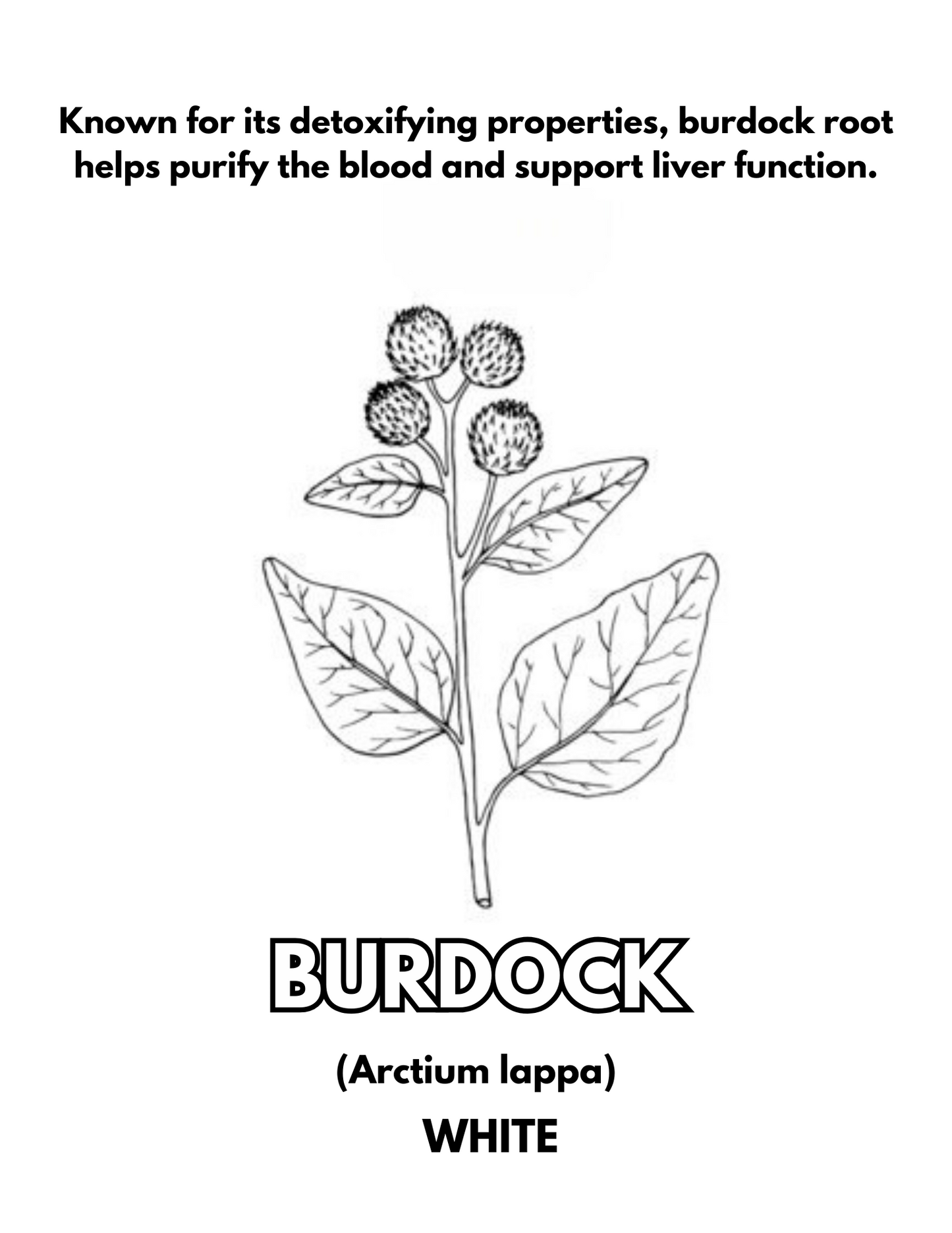 Survival Herbs: Digital Coloring Pages